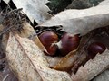Castagne
