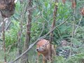 capriolo maschio adulto