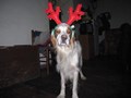ruy 
