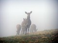 Cervi nella nebbia