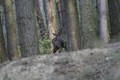 Capriolo