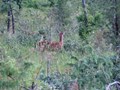 la mamma disperata