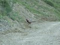 uccello cornuto