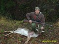 Daino fusone inverno 2010