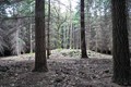 il bosco