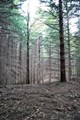 il bosco