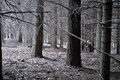 il bosco