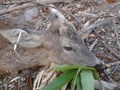 Il primo maschio della stagione 2012/2013