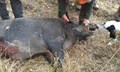 cinghiale 2012 Kg 130