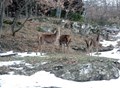 cervo