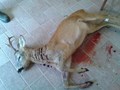 a cavriglia un bel esemplare di capriolo maschio