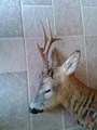 capriolo adulto