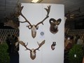 Esposizione trofei 2008